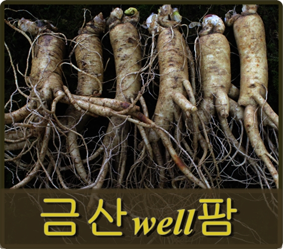 삼계탕 인삼 인삼 수삼 금산 인삼 저렴한 인삼 선물용 인삼 홍삼용 인삼 가정용 인삼 삼계탕용 인삼 못난이 인삼
