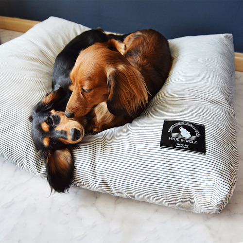 It's dog puppy Sling back Kangaroo Gray Dog mob