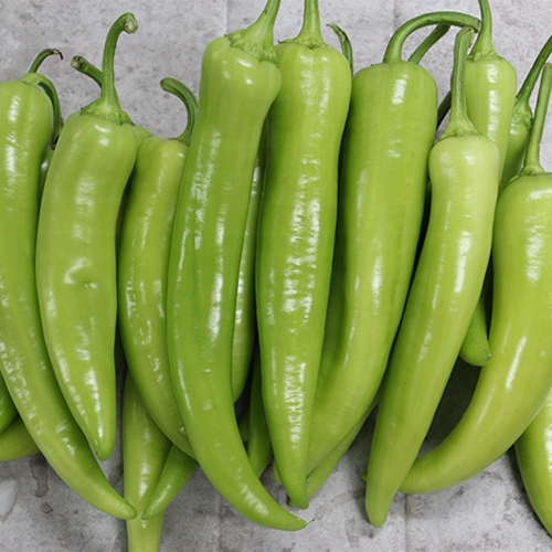 완주 당조고추 1kg