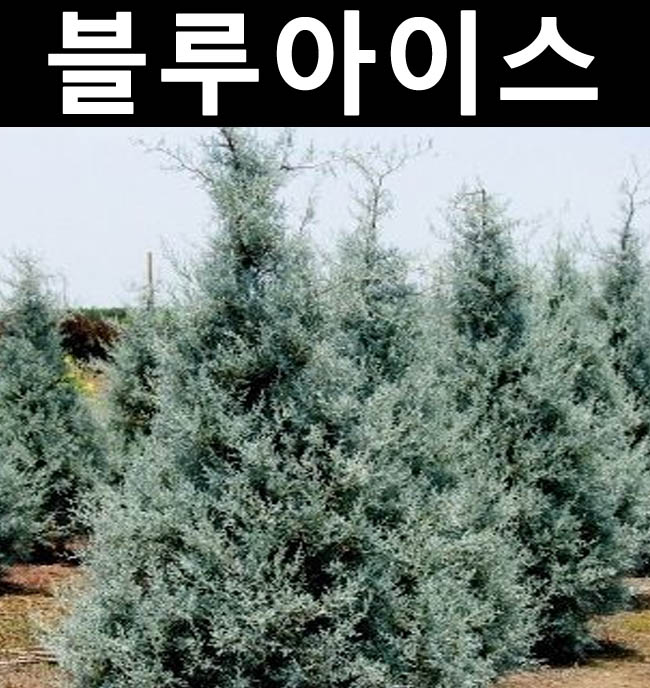 블루아이스 묘목 키80 분 1개 정원 공원 조경수