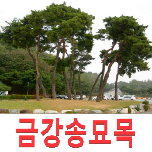성실G 금강송묘목 3년생 포트 10그루 10개