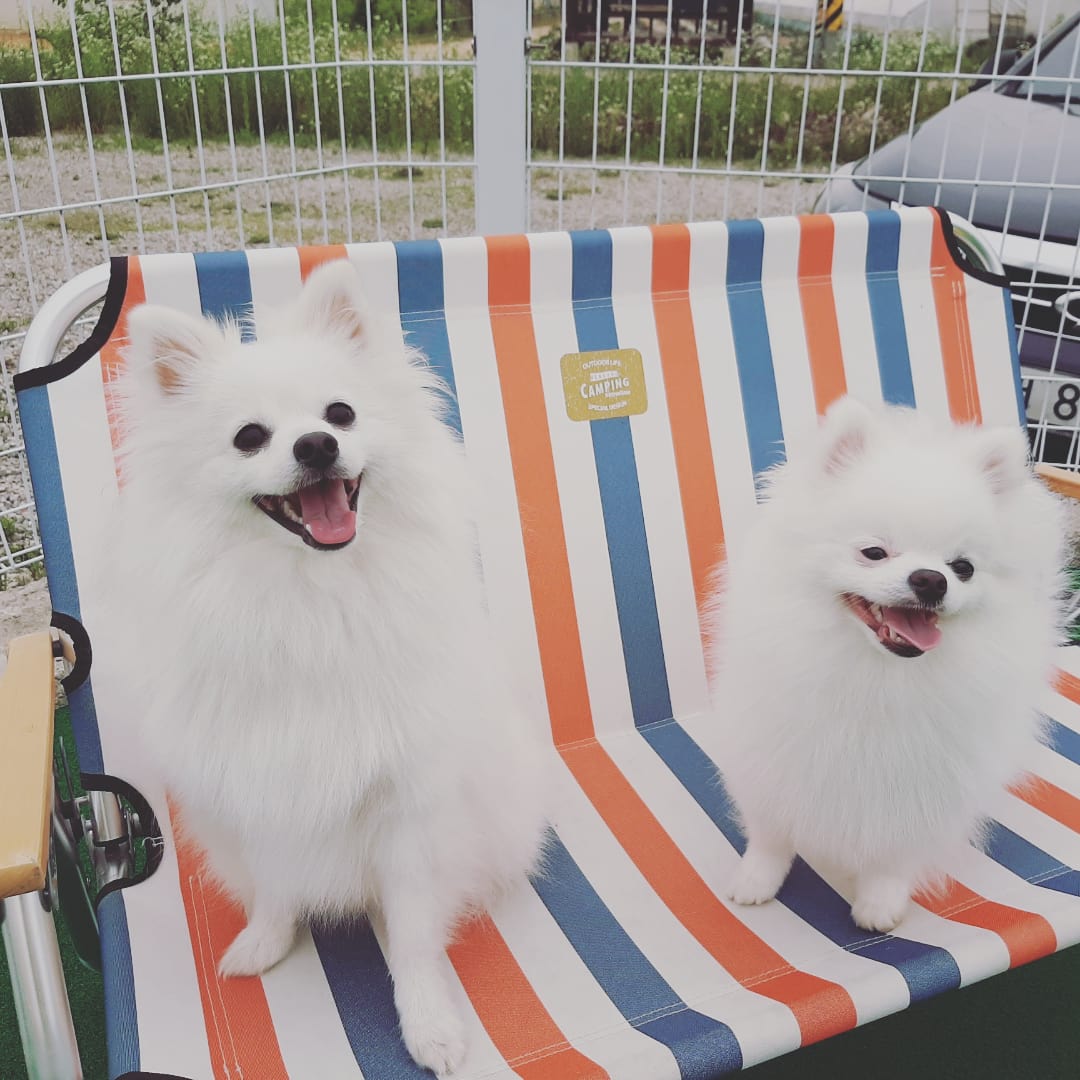탁펫 고양이 강아지 레빗 상복