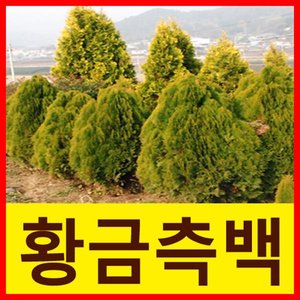 순희농장 측백나무 황금측백나무 에메랄드그린 에메랄