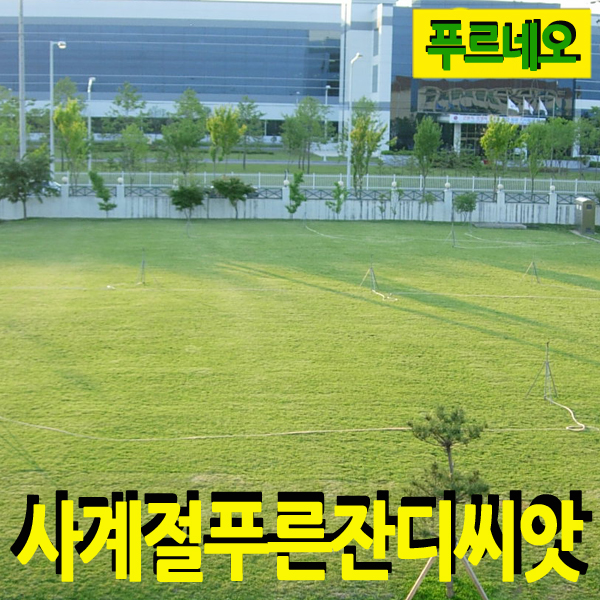 푸르네오 사계절 푸른 잔디씨 잔디씨앗 10 용 축구장 족구장 마사토 붉은계통 용