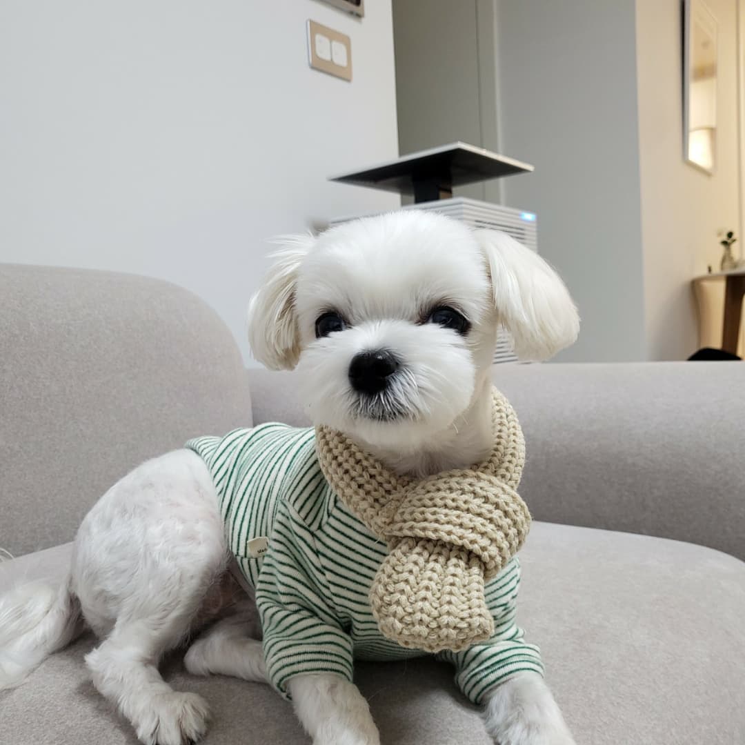 부분이발기 PC-B008