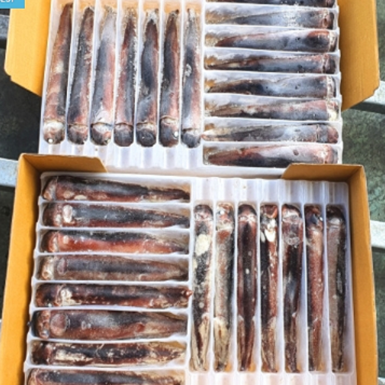오바다 오바다 동해 통오징어 대 7~10미 1kg