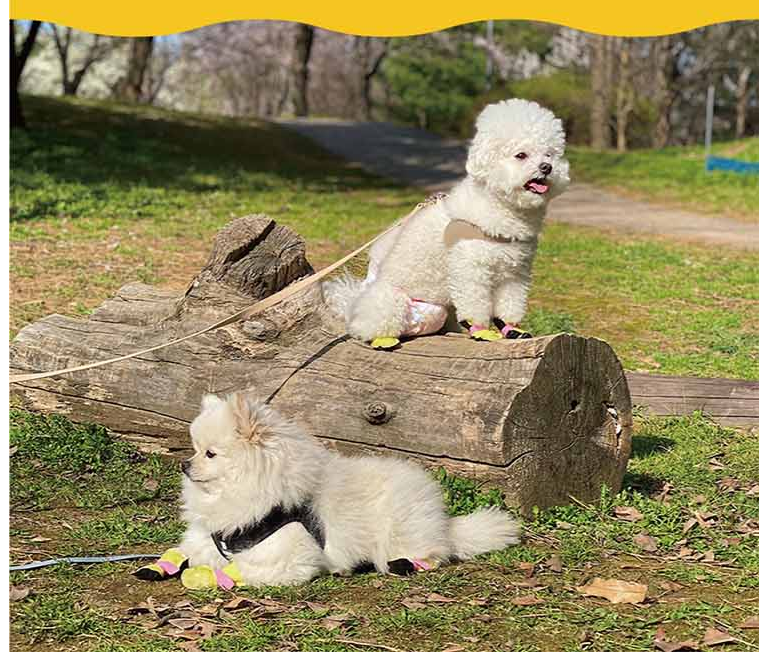 신나라슈즈 강아지 일회용 신발 소형 80매 산책 외출