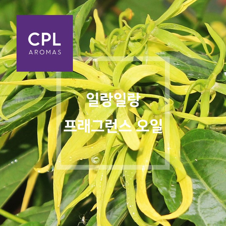 일랑일랑 프래그런스오일 영국 CPL 아로마 캔들 디퓨져 재료