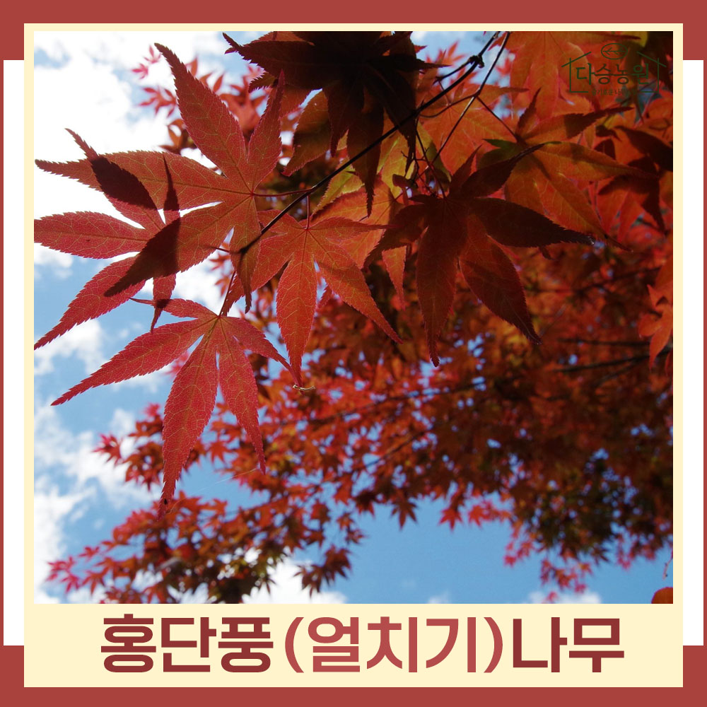 단풍나무 묘목 홍단풍 얼치기 실생4년 분 키1 2m내외 1개