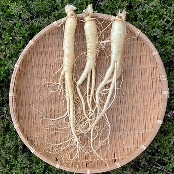 행복한홍삼 6년근 인삼 세척 수삼 삼계탕용 100g