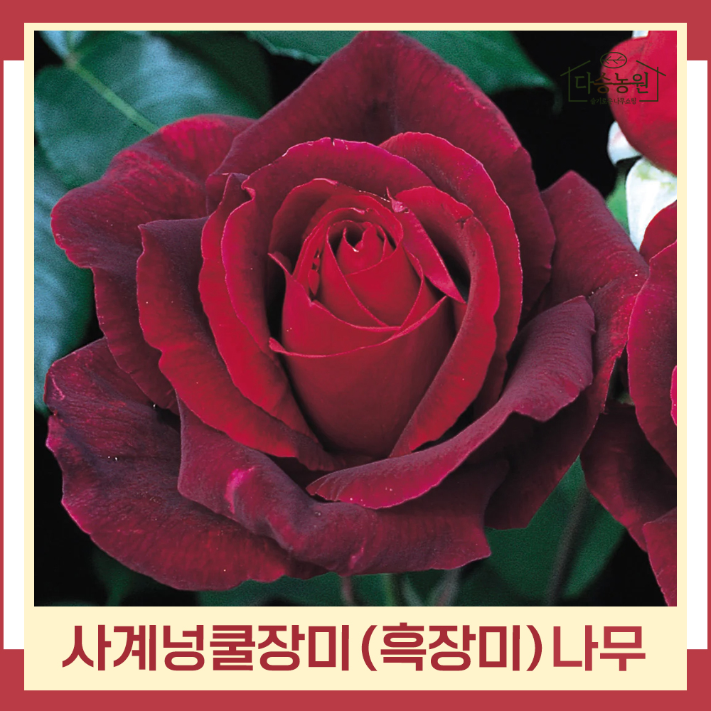 장미나무 묘목 사계넝쿨장미 흑장미 포트묘 1개