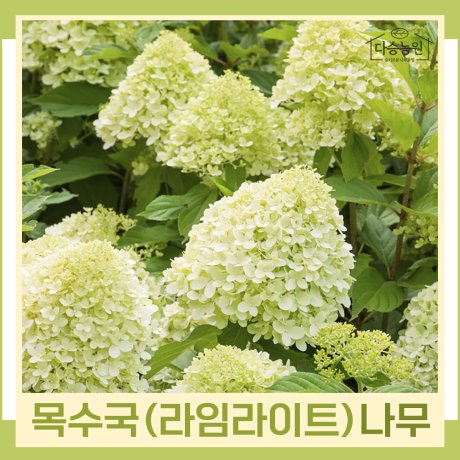 수국나무 묘목 목수국 라임라이트 키1 5m 다관대형 1개