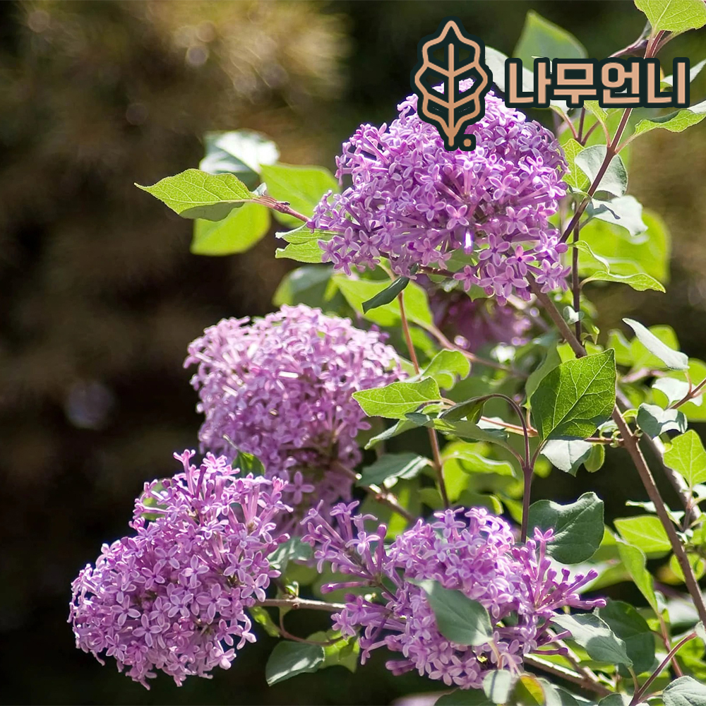 사계왜성라일락 메이어리라일락 나무언니 플라워페스타 P9포트 1개