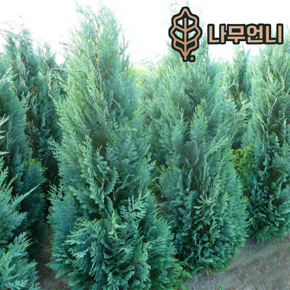 반펠츠블루 키100cm 분묘 상록수 측백나무 나무언니 반펠츠블루 키150cm 분묘 1개
