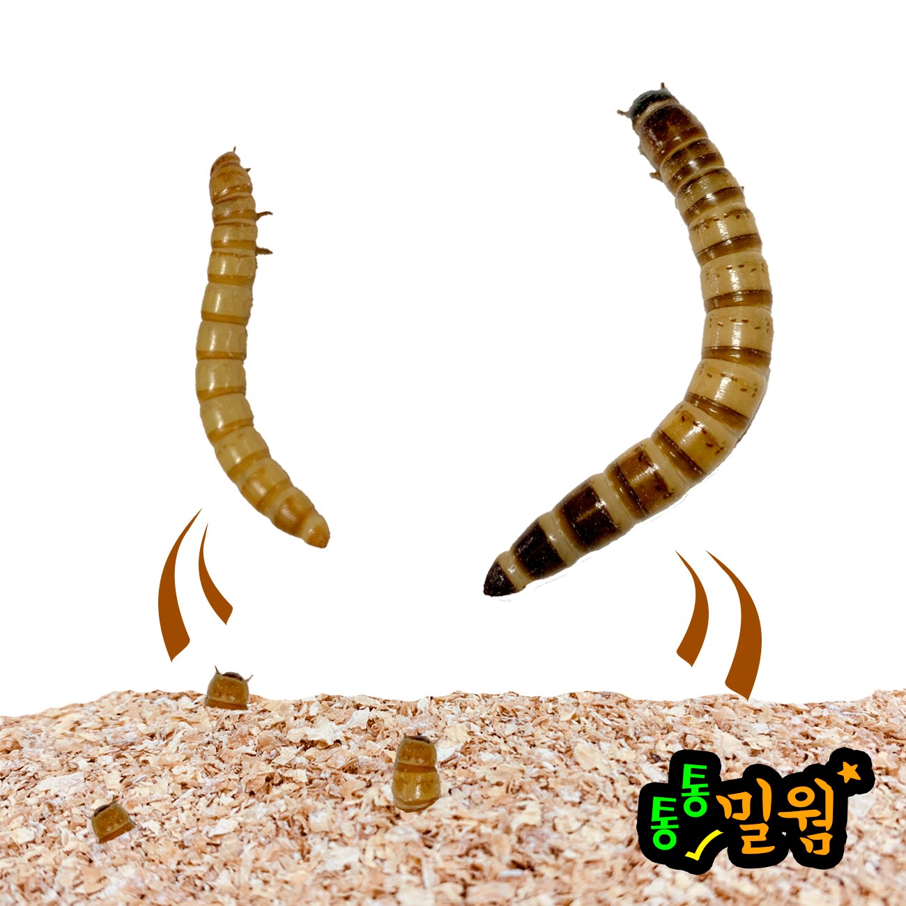 통통 극소밀웜 0 3 0 150마리 1팩 5팩