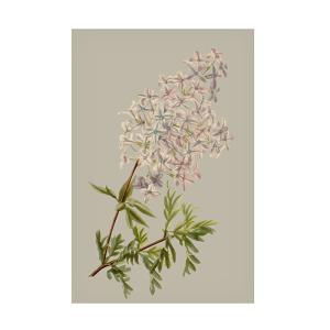Trademark Fine Art Vision Studio의 Botanical Array II 캔버스 아트