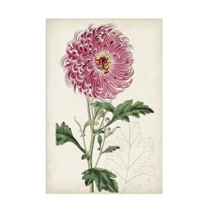 Trademark Fine Art Curtis의 Garden Gems I 캔버스 아트