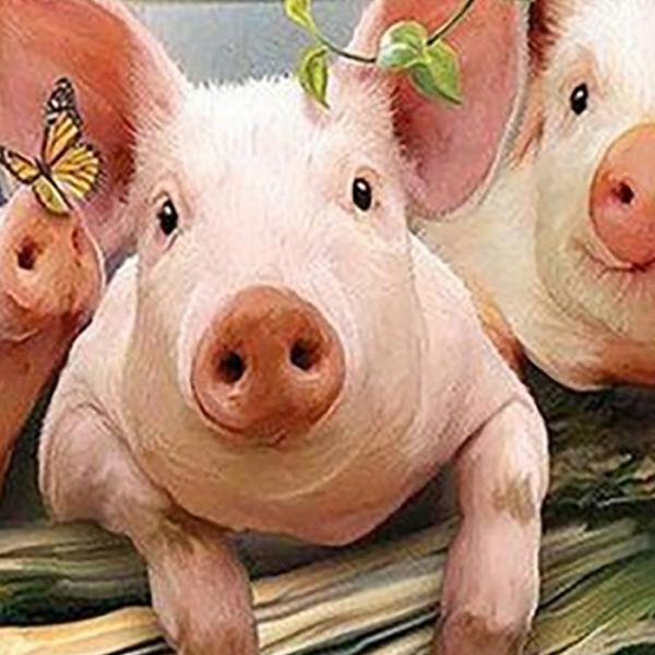 복돼지 삼형제 캔버스 보석십자수 40x50 원형큐빅