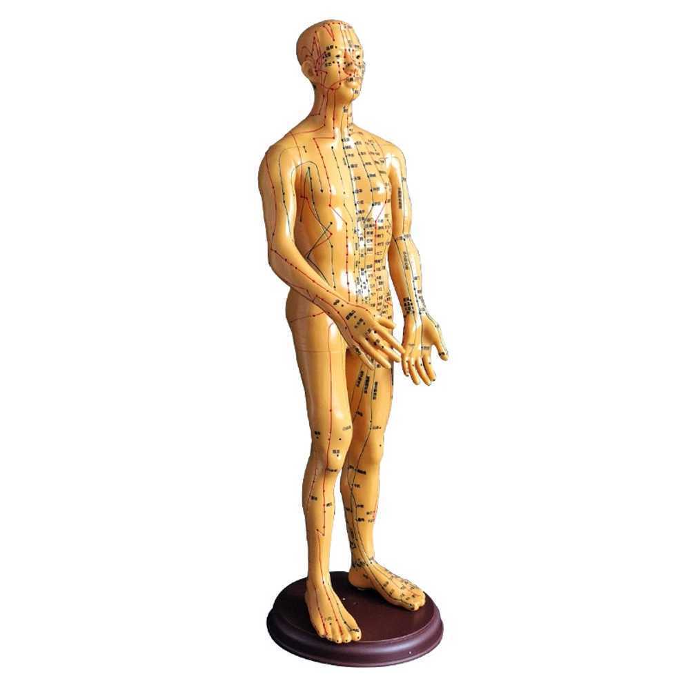 침술 마네킹 경혈 인체모형 전신모형 경락 한의원 회전 팔 투명 경혈 하드모델 여성