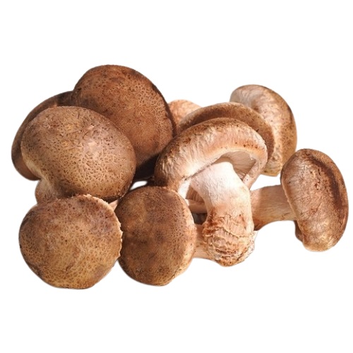 생 표고버섯 파지 1kg