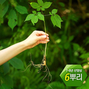 7 8년근 큰삼 10뿌리 산양삼 산양산삼 장뇌삼 백년지기산야초 명가명품 대상