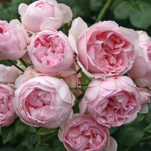 정원수 묘목 장미 독일장미 관목장미 신데렐라 rose021
