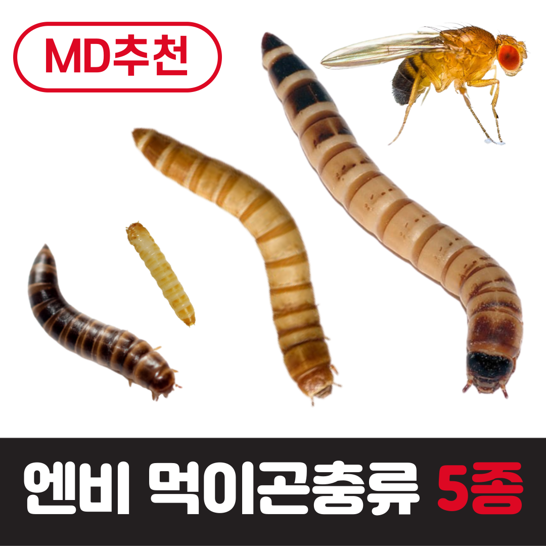 초 실험 학습 먹이용 엔비 밀웜 서비스밀기울O 단일 일반밀웜 중 1개