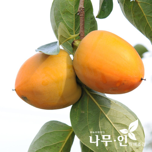 나무인 대봉감나무 2개 묘목