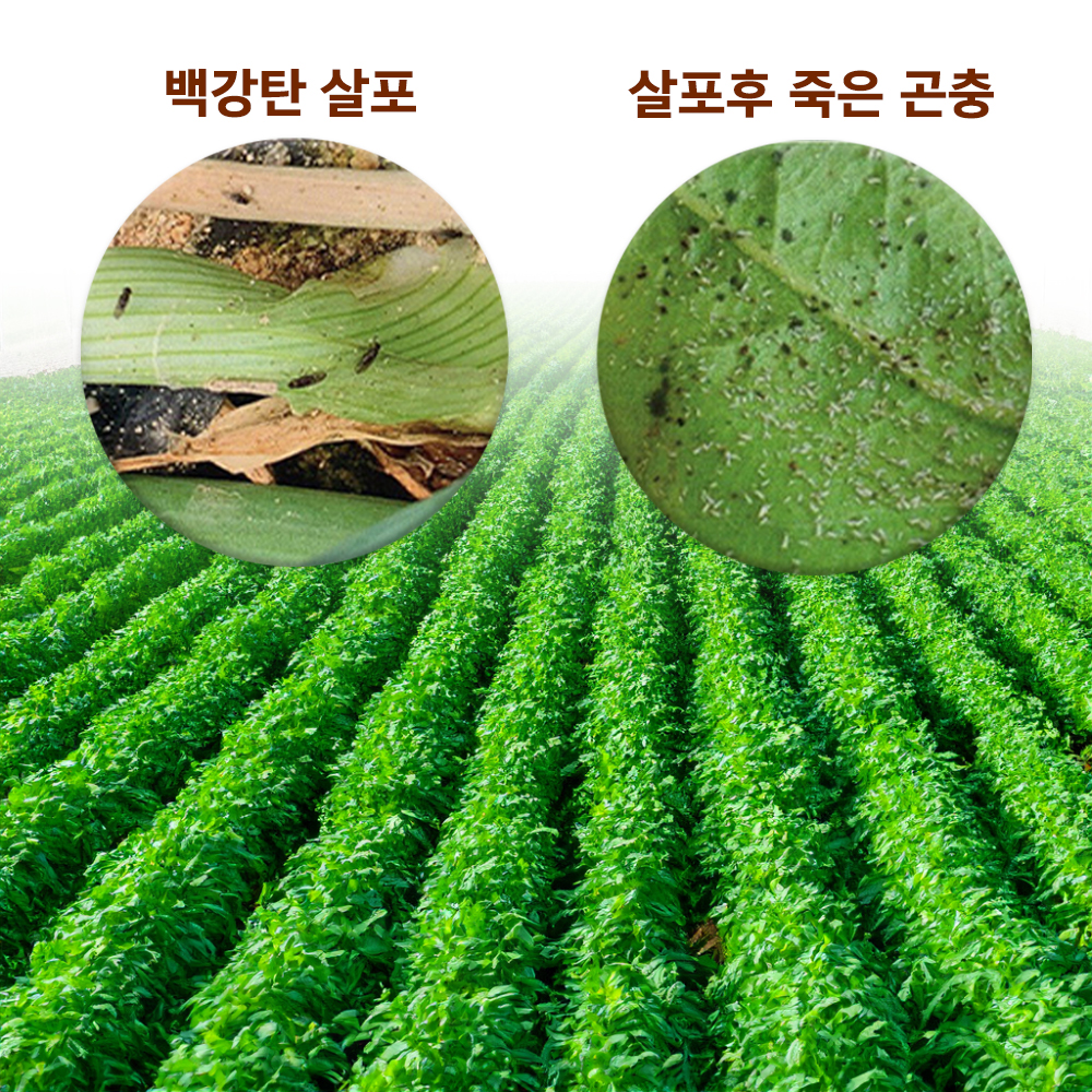 시온바이오 백강탄 1kg 백강균 토양 충해관리용 총채벌레 응애 진딧물 방제 예방