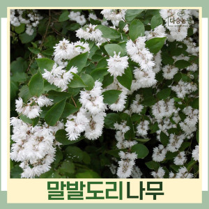 말발도리나무 묘목 키1m 분 5개