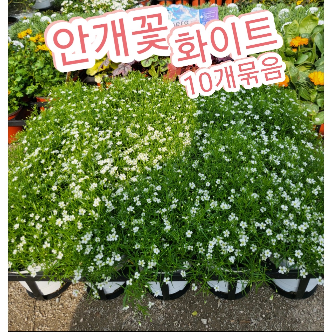 안개꽃 10개 순수한 마음 약속 그리고 사랑의 결실 10개