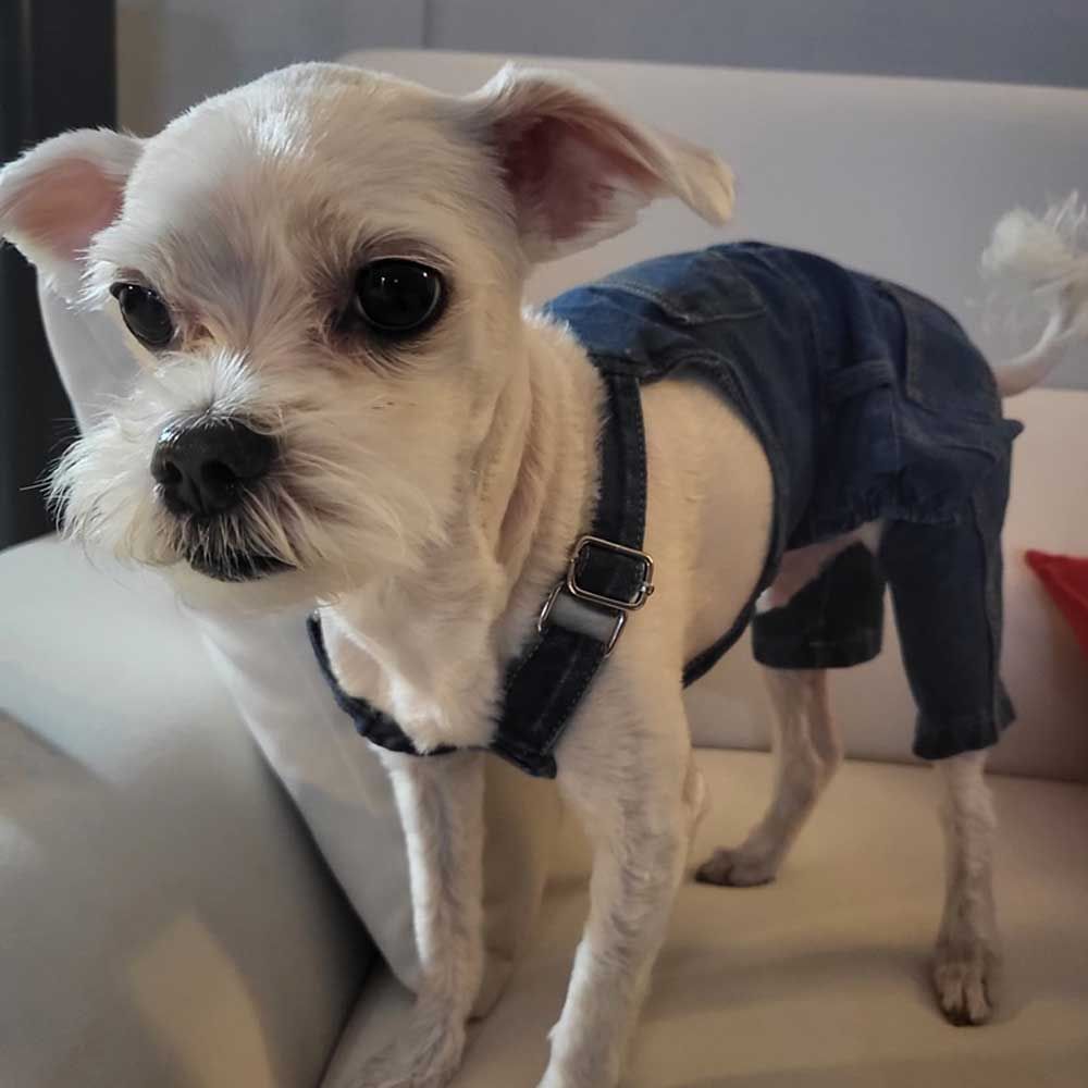 오노마 ONM 애견 스판 바지 잘 늘어나는 데일리 편하게 입는 23568997