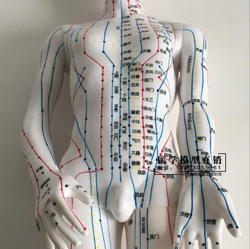 한의학 침술 침자리 교육용 인체 모형 한의원