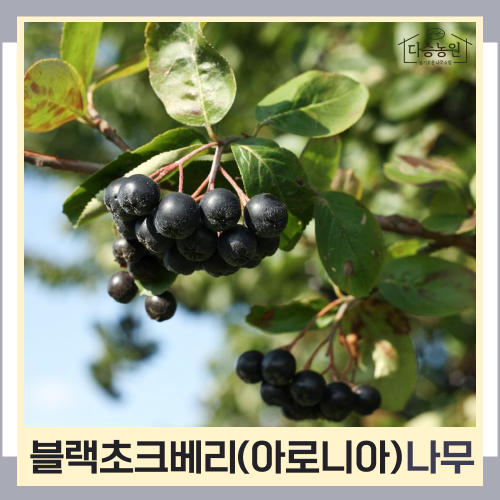 초크베리나무 묘목 아로니아 블랙초크베리 삽목4년생 뿌리묘 3개