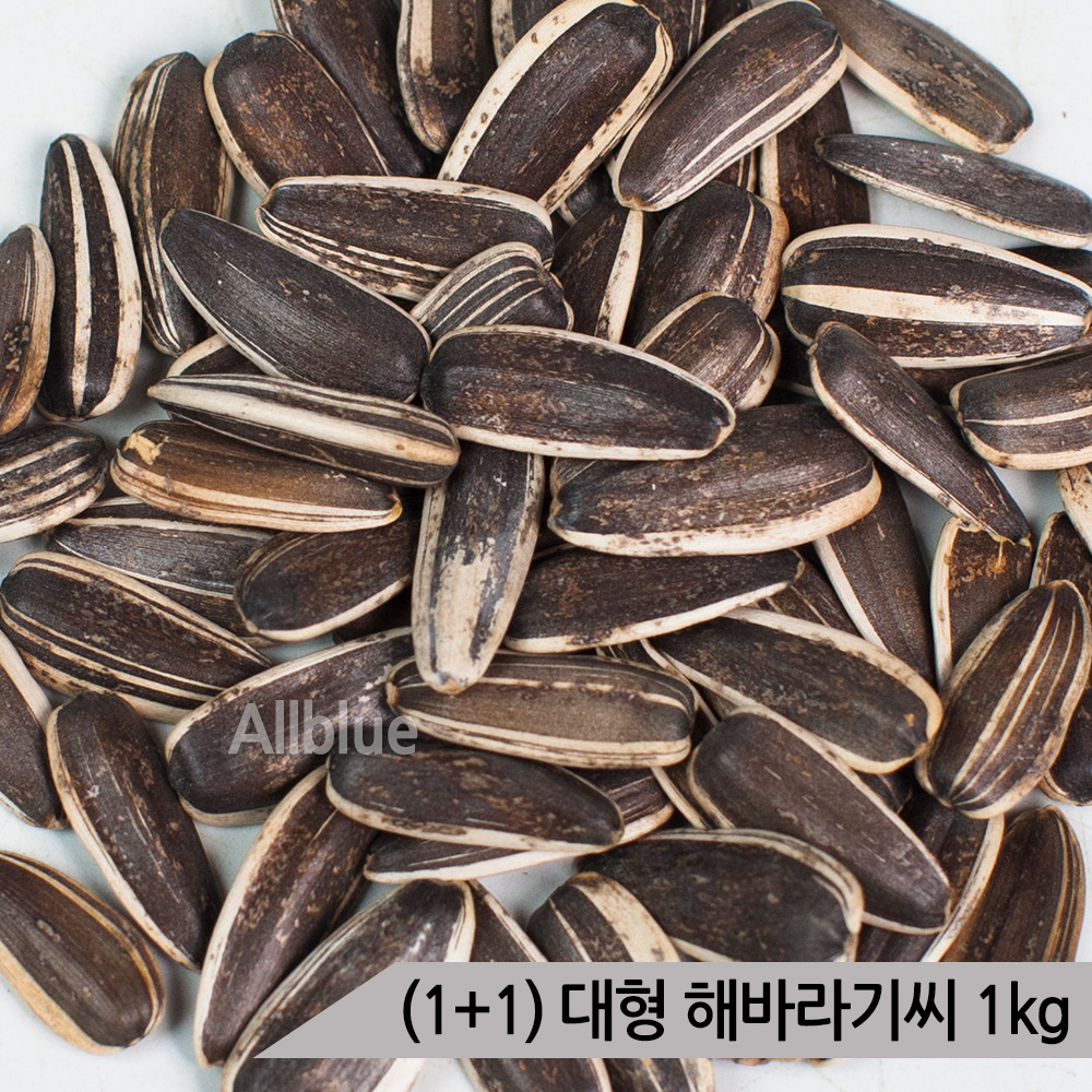 1 1 올블루 대형 해바라기씨 1kg 중대형 앵무새