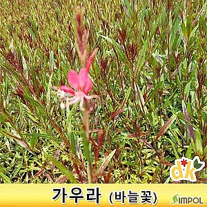 심폴 들꽃닷컴 가우라 바늘꽃 20포트 노지월동가능한 야생화 홍접초