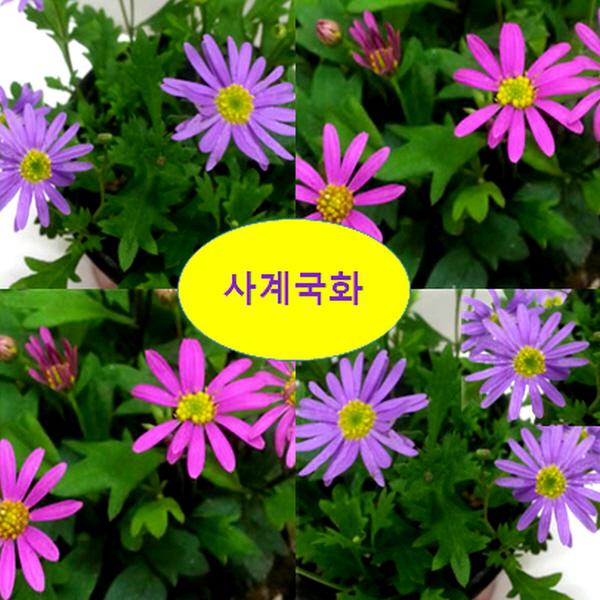 모종 사계국화 10cm포트 색상랜덤 3개 G1300