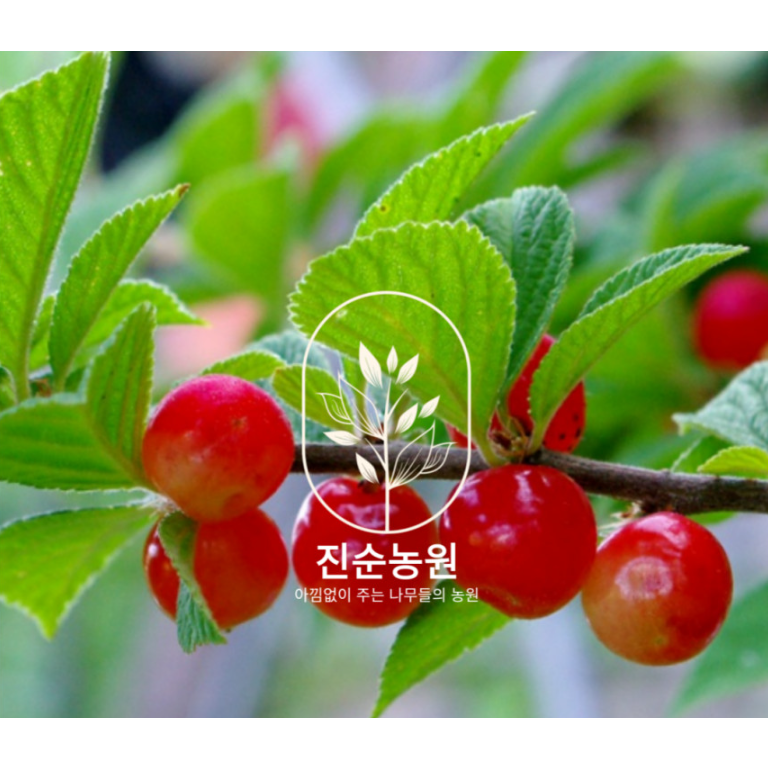 앵두나무 결실주 왕앵두 2년생 묘목 3년생 1개