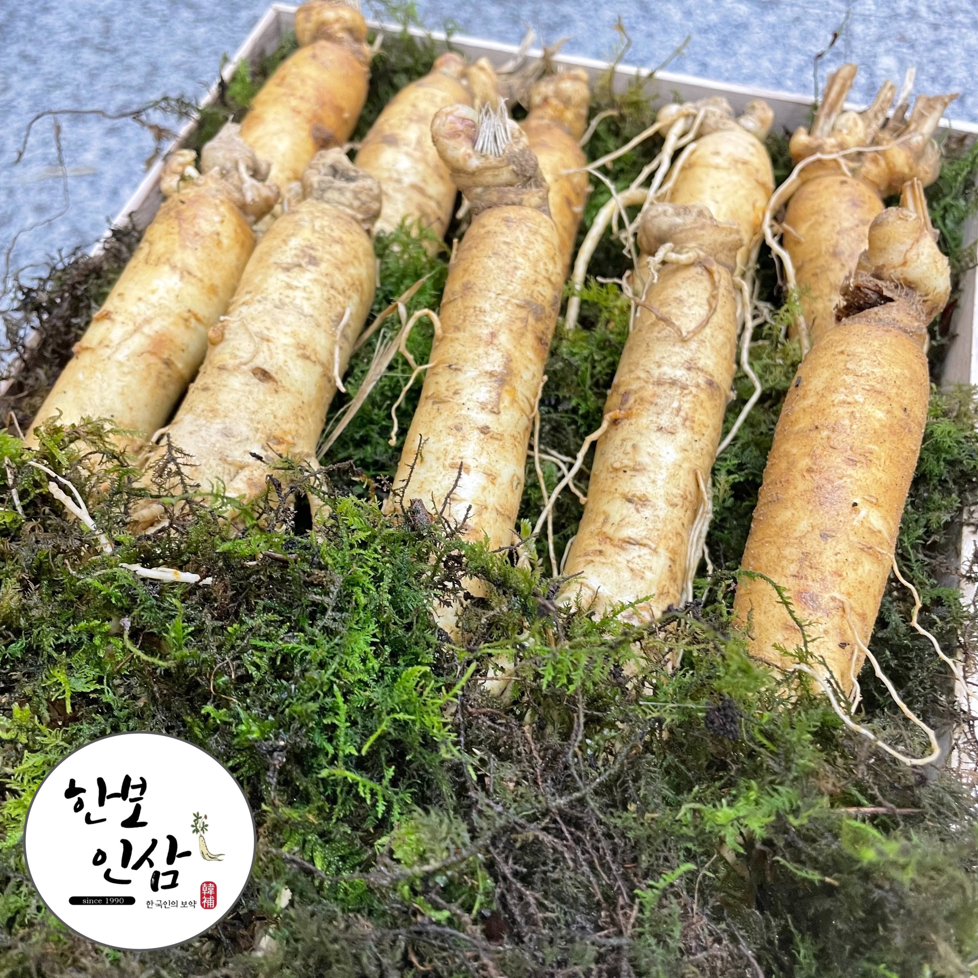풍기인삼 5-6년근 수삼 인삼 원수삼 정품인삼 풍기 한보인삼사 믹서용 원수삼 16-20뿌리 750g 750g 1개