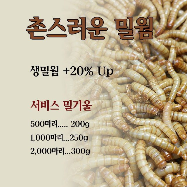 밀웜 생밀웜 개구리 햄스터 도마뱀 고슴도치 반려동물 먹이 대 2 5Cm전후 500마리 1개