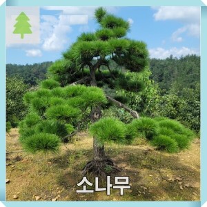 소나무 묘목 적송 키80-100cm내외 플러그포트묘