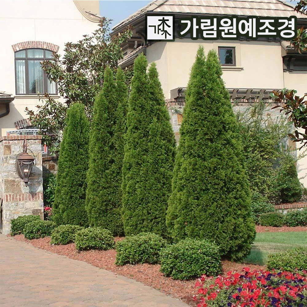 에메랄드그린 나무 묘목 키120cm 상록수 싸이프러스 가림원예조경