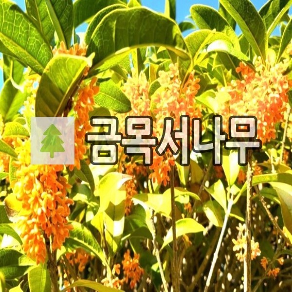 금목서나무 묘목 키150내외 화분
