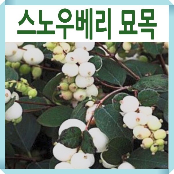 스노우베리 화이트드림 포트묘