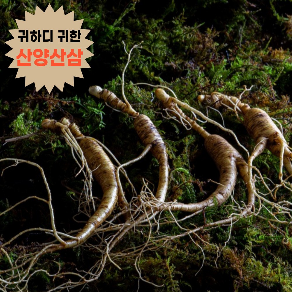 산양산삼 산양삼 강원도 장뇌삼 부모님선물 가정용 선물용 1박스 산양산삼 7뿌리