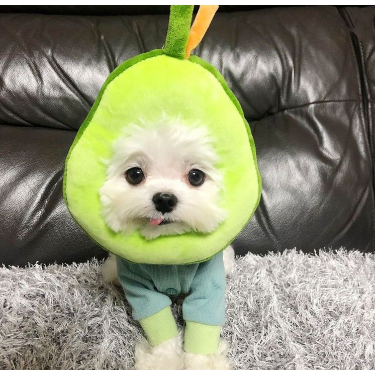 땡 강아지 아보카도 모자 - 고양이 가면 귀여운