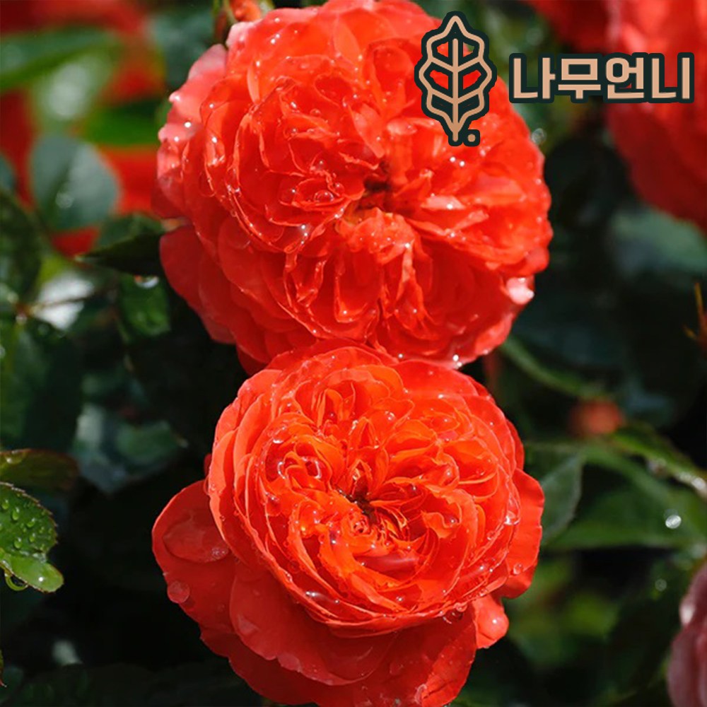 장미묘목 나무 티앤랑로즈 체리온파이어 14cm포트 개화주 가림원예조경 3개