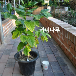 FV 커피나무 큰화분 화분 1개