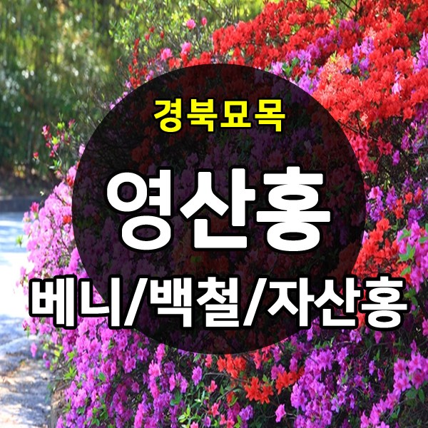 경북농원 철쭉 영산홍 연산홍 조경수 베니 백철 자산홍 석암철쭉 5주묶음 판매중 영산홍 자산홍 5주묶음 1개