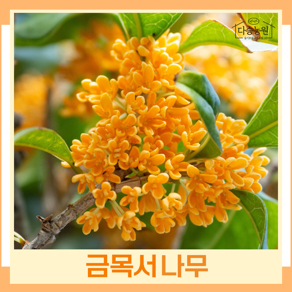 금목서나무 묘목 키1m 분 1개